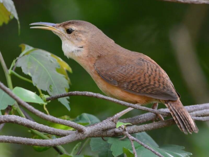 Grenada Wren, 照片 2