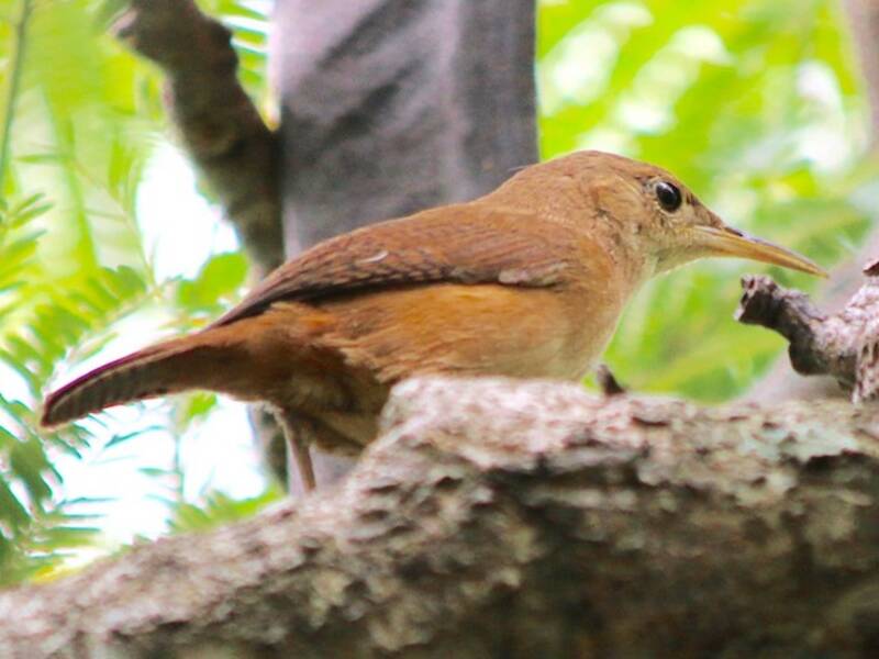 Grenada Wren
