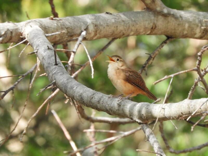 Grenada Wren, 照片 3
