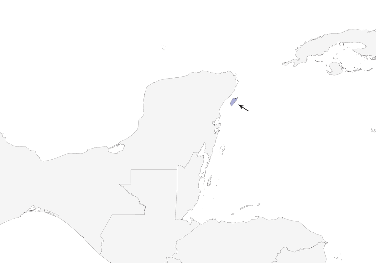 Chochín de Cozumel, Distribución 1