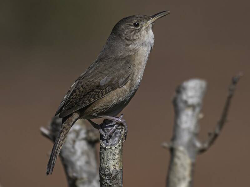 Troglodyte familier, Photos 4