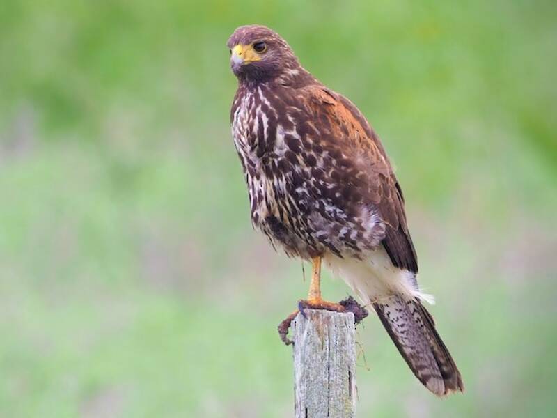 Harris's Hawk, 照片 3