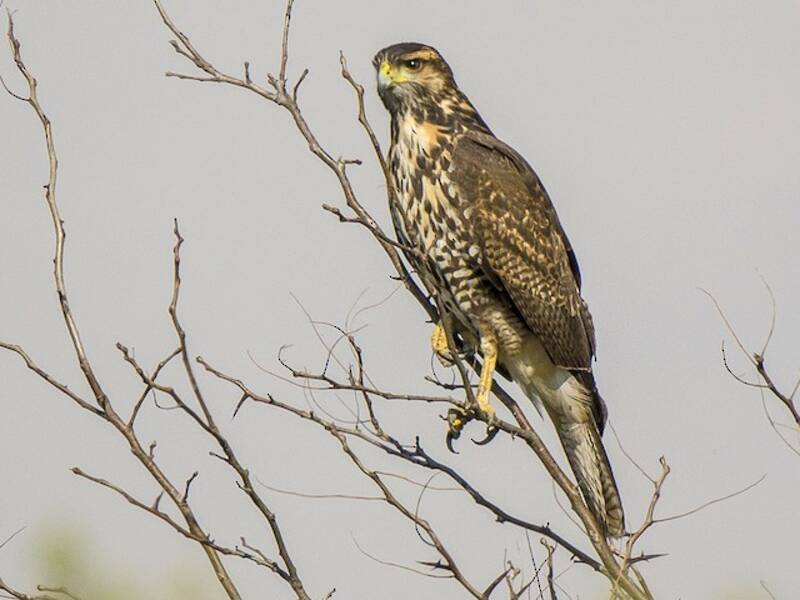 Harris's Hawk
