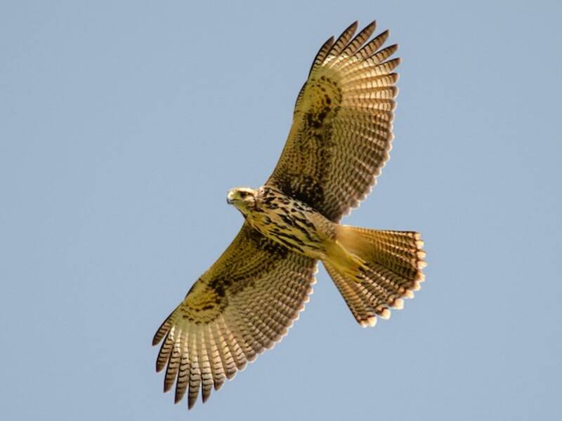 Harris's Hawk, 照片 2