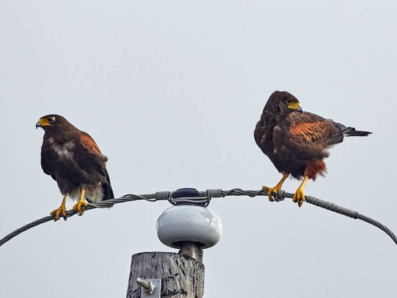 Harris's Hawk, 照片 4