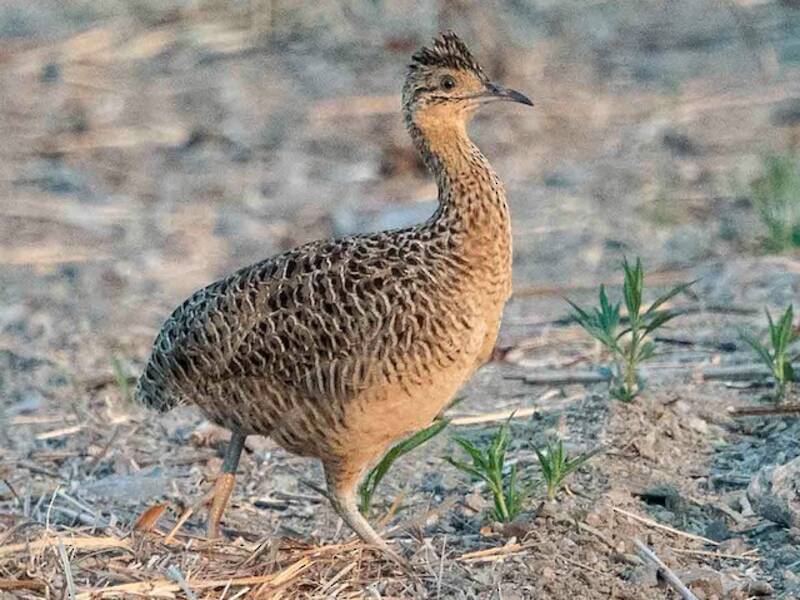 Tinamou de Kalinowski, Photos 4