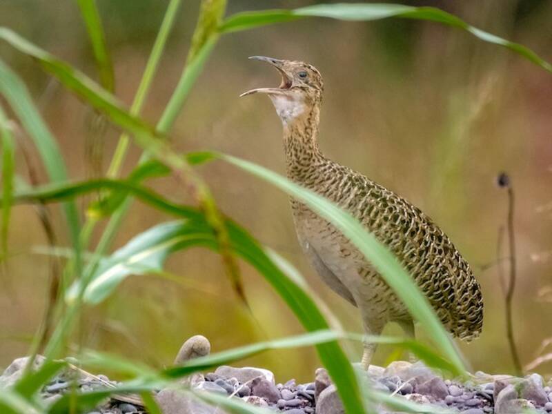 Tinamou de Kalinowski, Photos 2