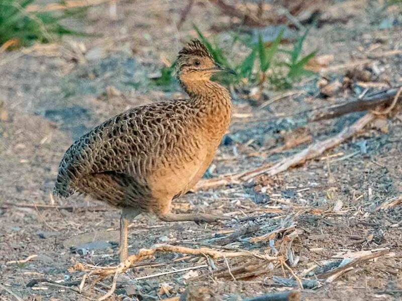 Tinamou de Kalinowski, Photos 3