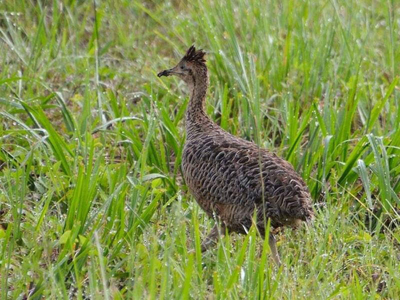 Tinamou de Kalinowski