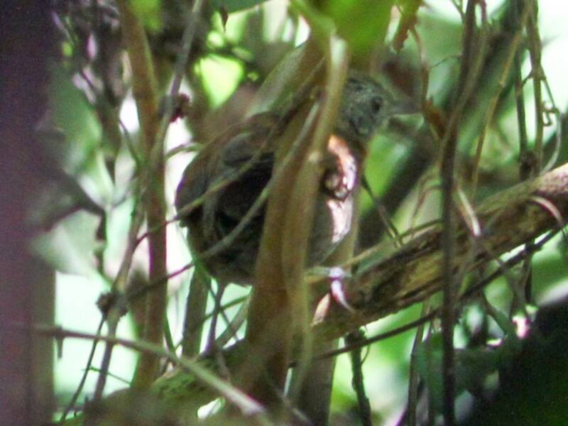 Humaita-Ameisenvogel