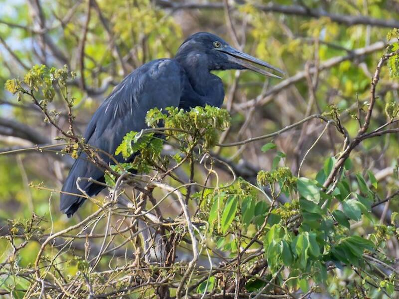 Garza de Humblot