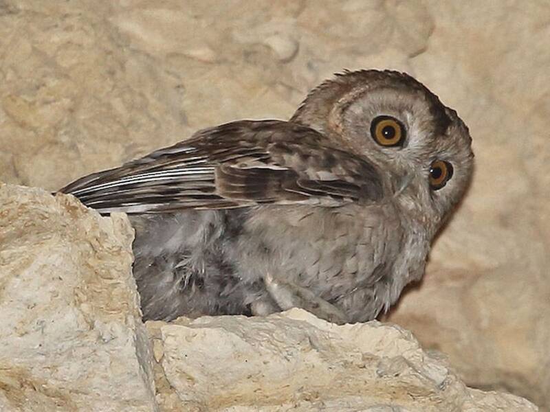 Gufo del deserto, Foto 3