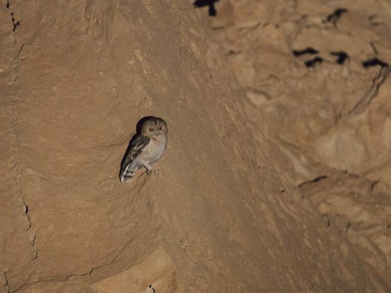 Gufo del deserto, Foto 2