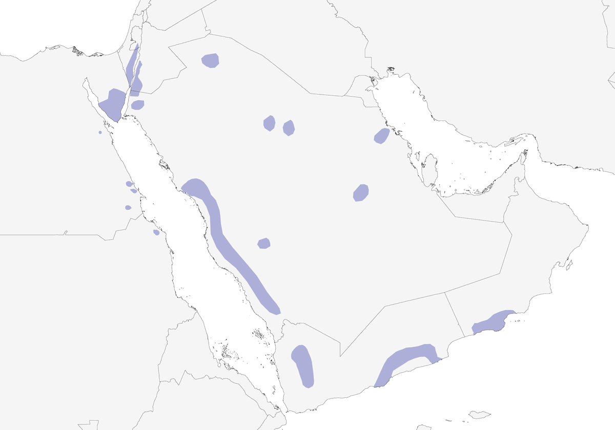 Gufo del deserto, Distribuzione 1