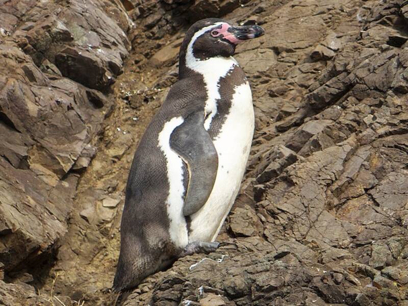 Humboldt Penguin, Photos 3
