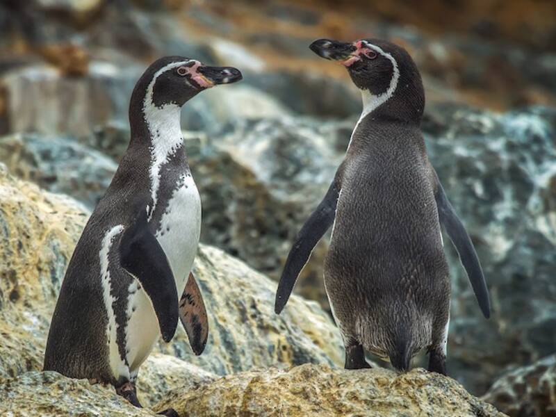 Humboldt Penguin, Photos 2