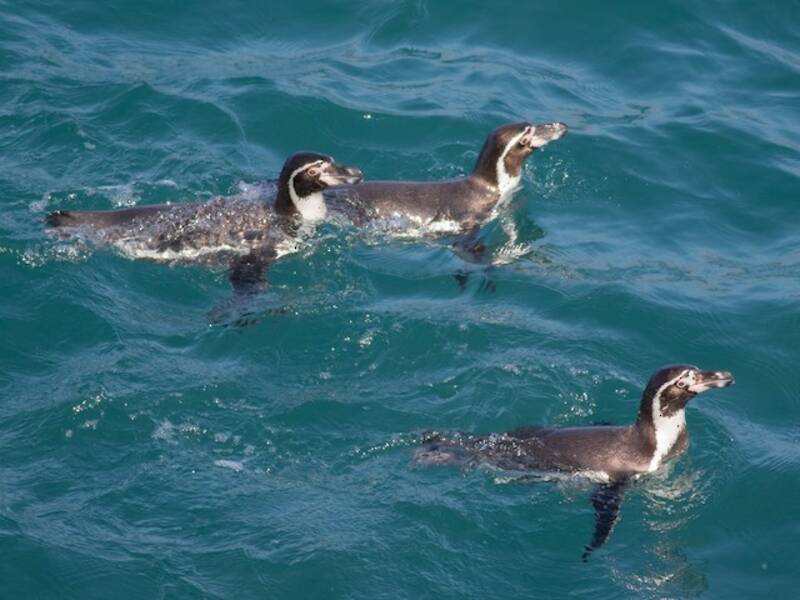 Humboldt Penguin, Photos 4