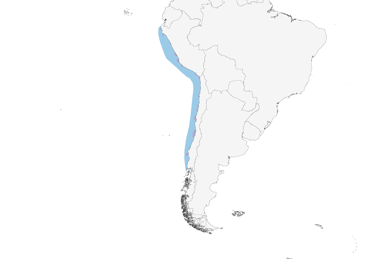 Humboldt Penguin, Distribution 1