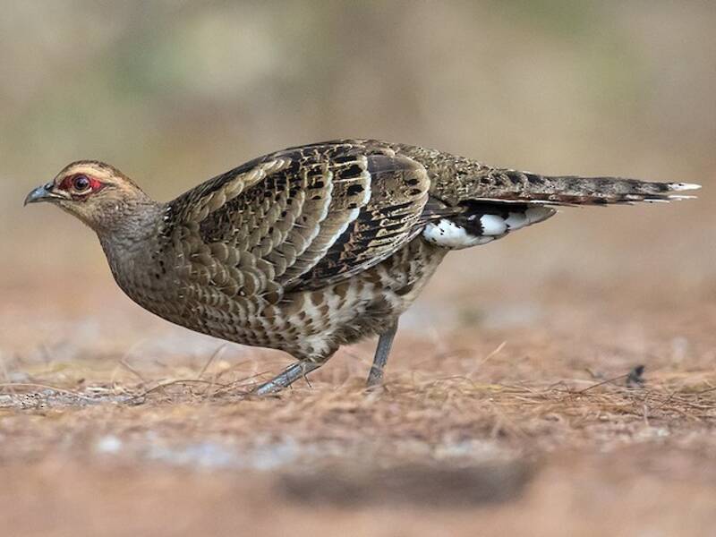 Mrs. Hume's Pheasant