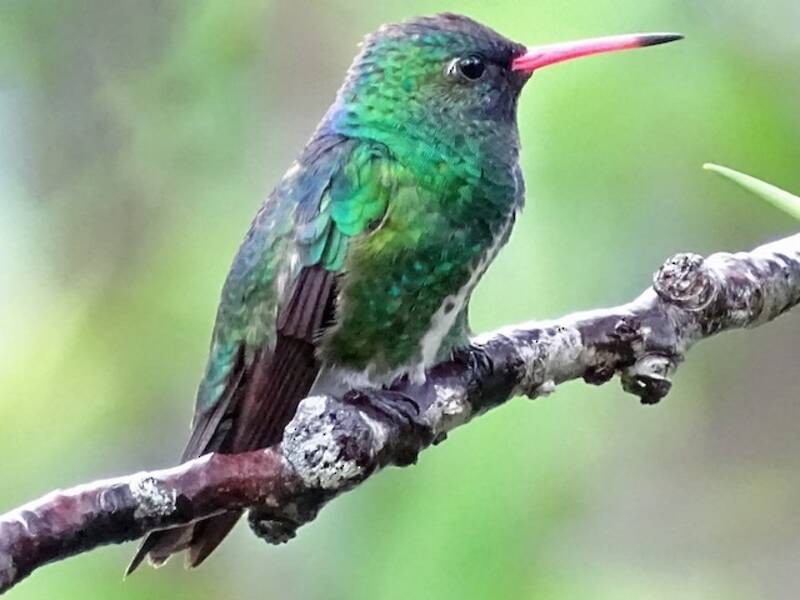 Humboldt-Smaragdkolibri, Fotos 2