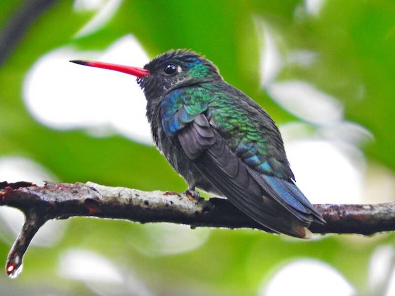 Humboldt-Smaragdkolibri, Fotos 3