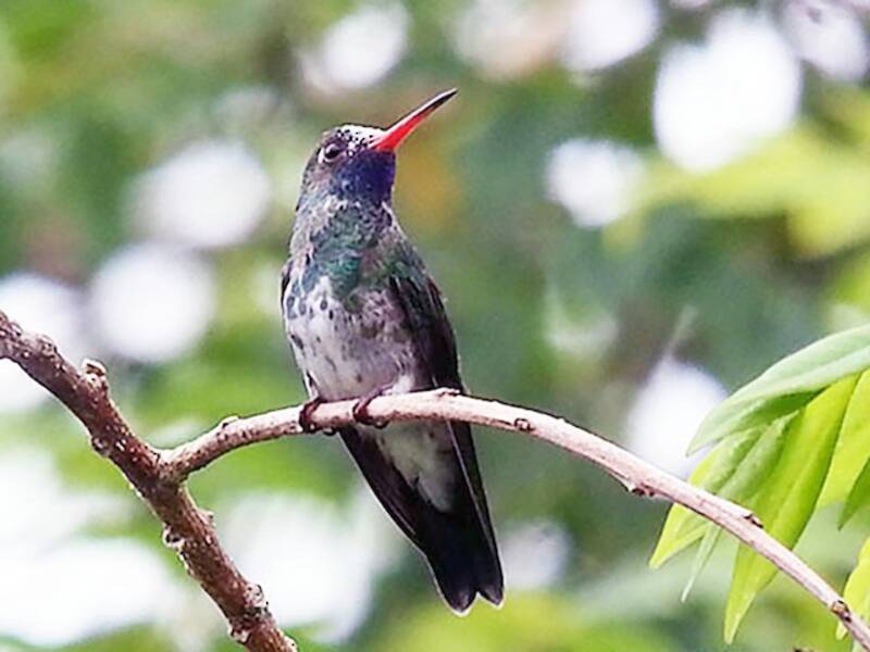 Humboldt-Smaragdkolibri, Fotos 4