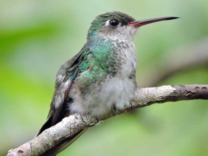 Humboldt-Smaragdkolibri