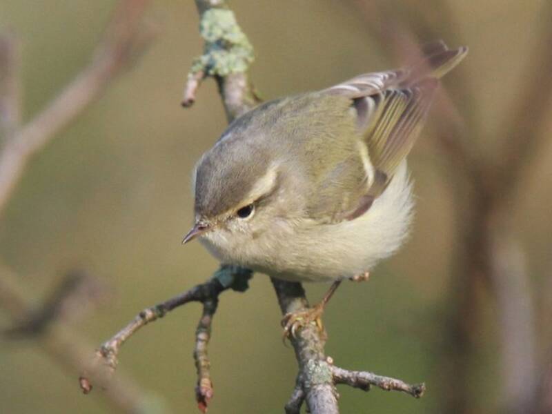 Mosquitero de Hume, Fotos 4