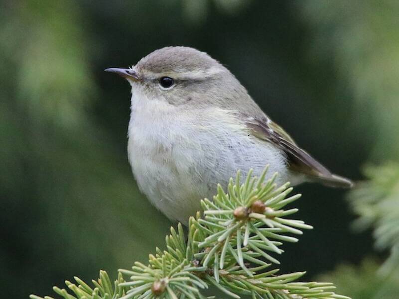 Mosquitero de Hume, Fotos 3