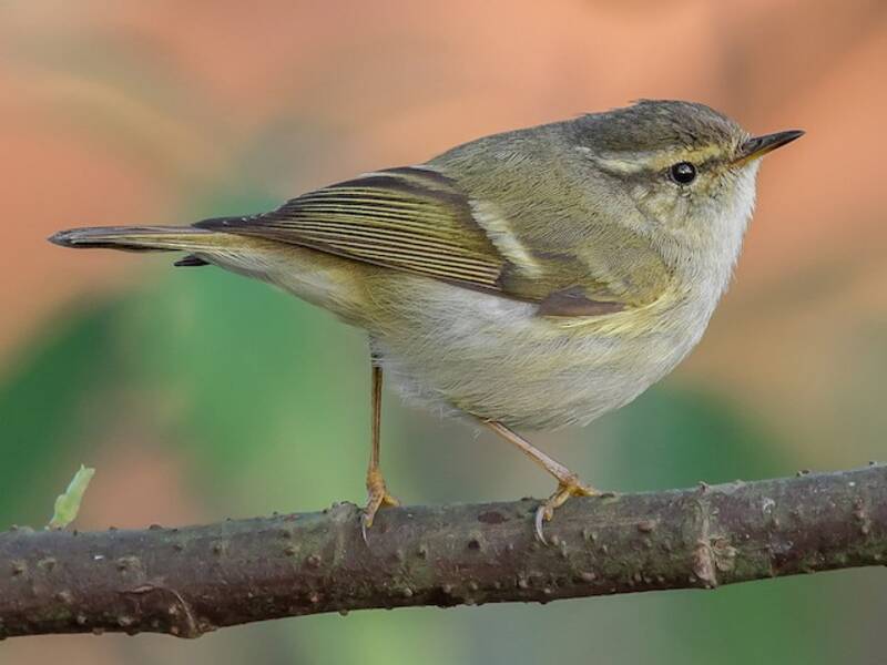 Mosquitero de Hume, Fotos 2