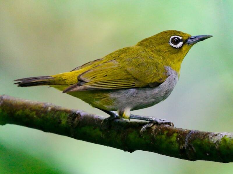 Hume-Brillenvogel, Fotos 3