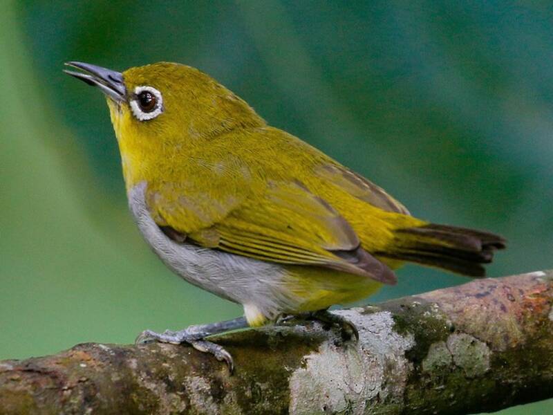 Hume-Brillenvogel, Fotos 4
