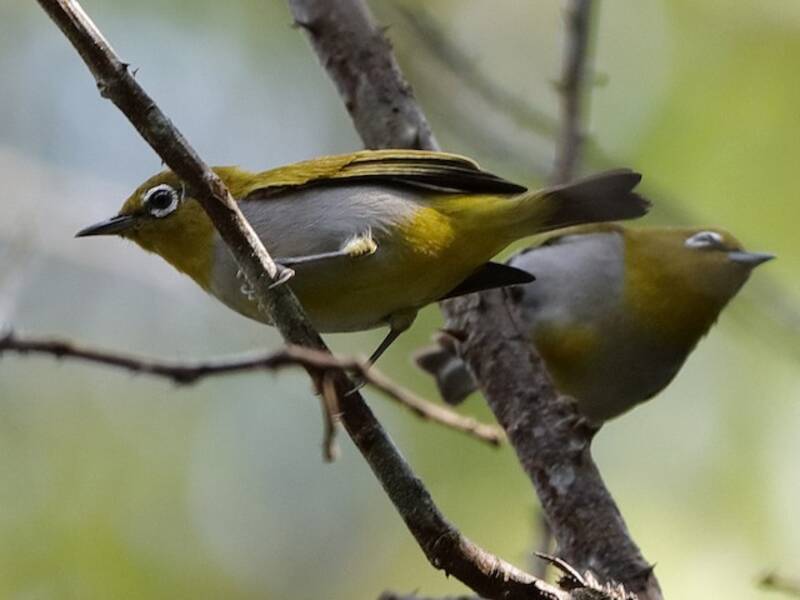 Hume-Brillenvogel, Fotos 2