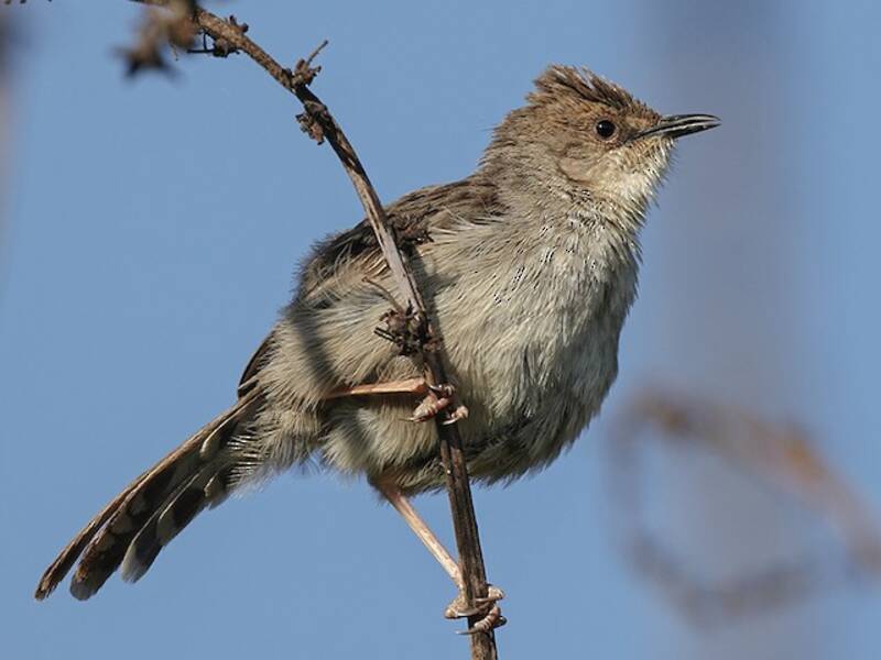 Hunter's Cisticola, 照片 3