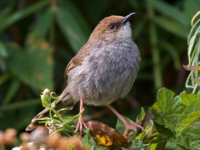 Hunter's Cisticola, 照片 4