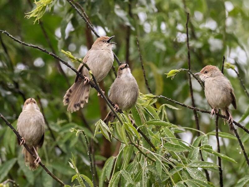 Hunter's Cisticola, 照片 2