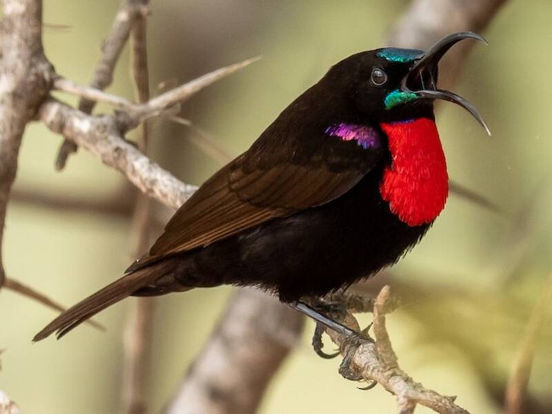 Hunter's Sunbird, Photos 3