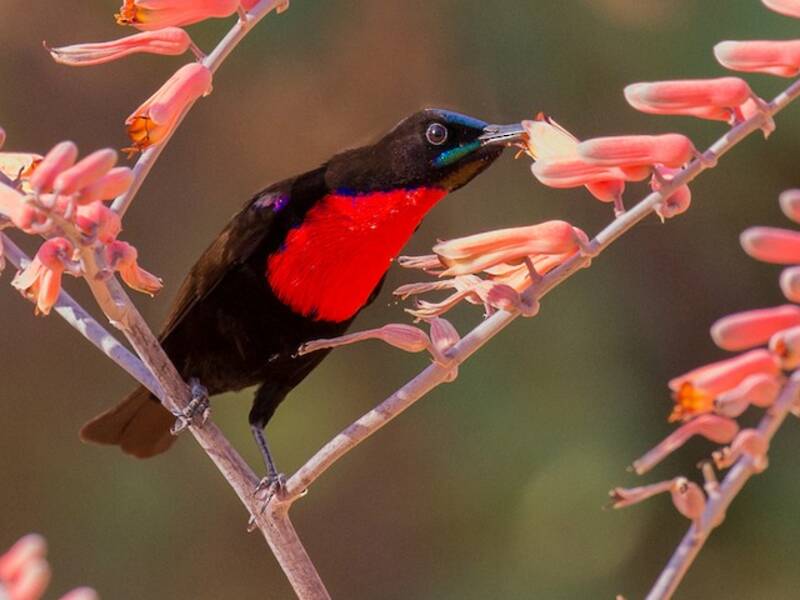 Hunter's Sunbird, Photos 4
