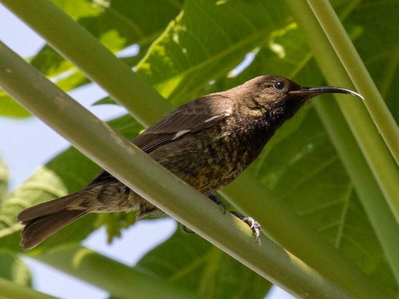 Hunter's Sunbird, Photos 2