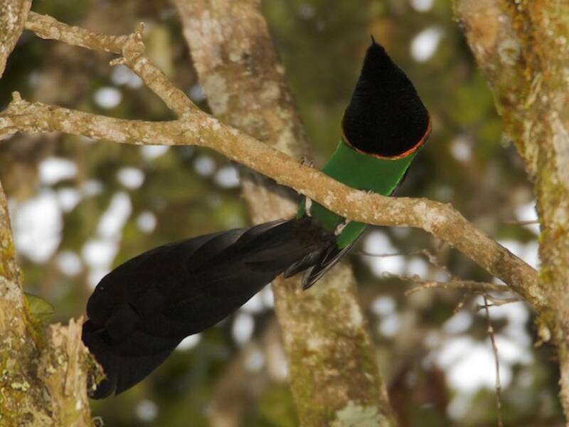Huon Astrapia, Photos 2