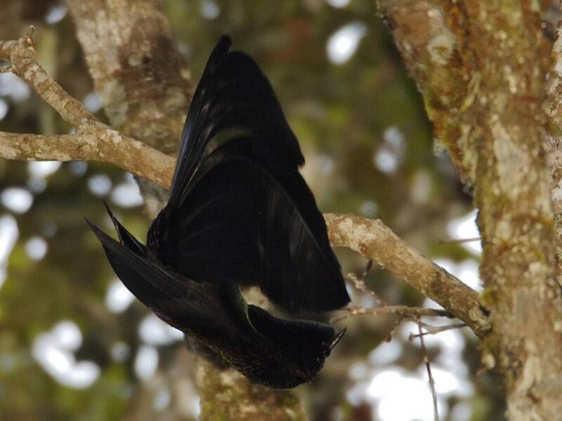 Huon Astrapia, Photos 3