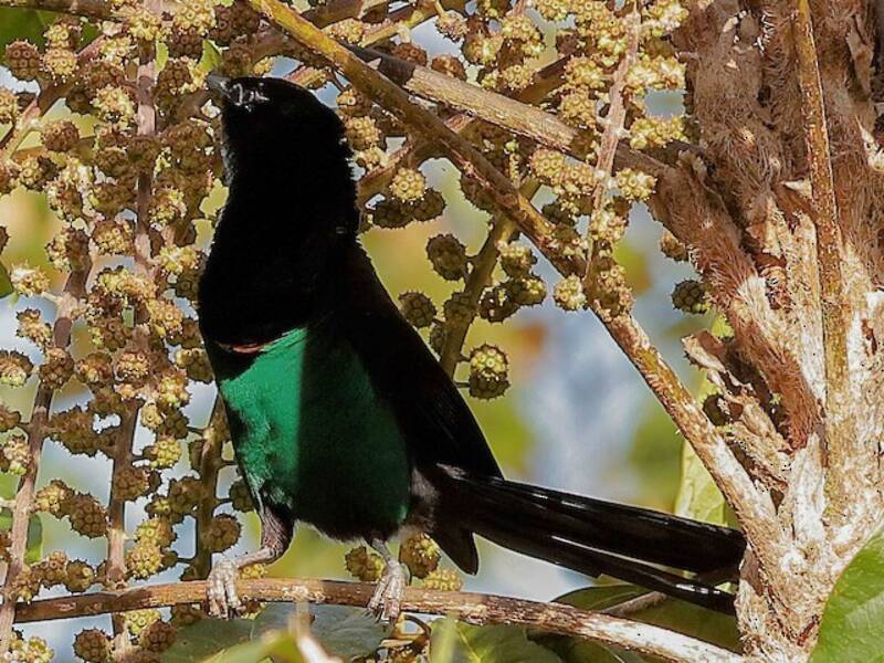 Astrapia di Huon