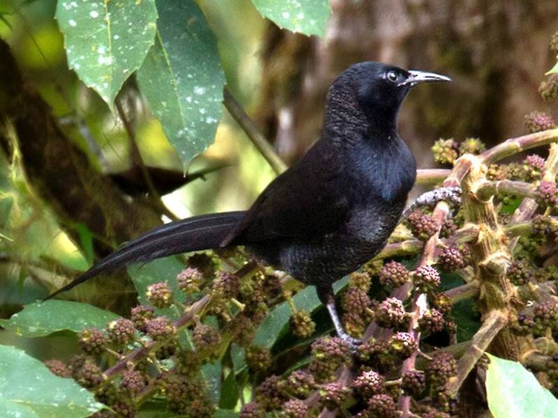 Huon Astrapia, Photos 4