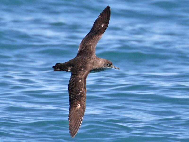 Puffin de Hutton, Photos 4