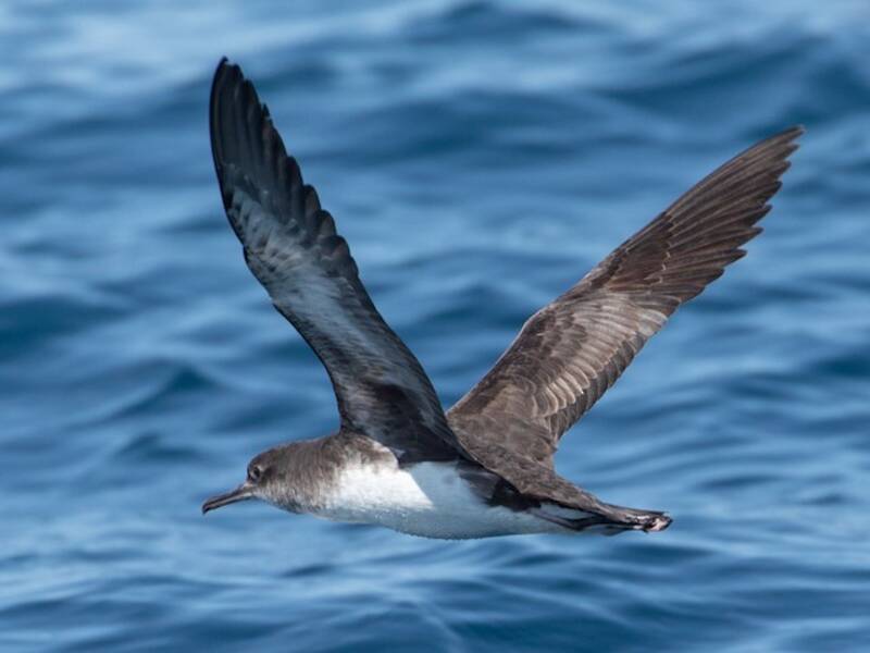 Puffin de Hutton, Photos 3