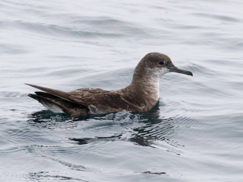 Puffin de Hutton, Photos 2