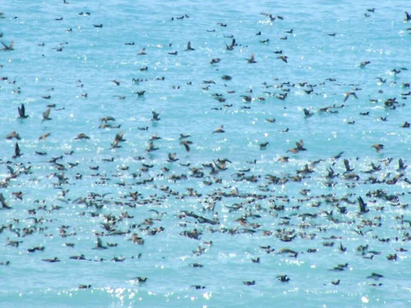 Puffin de Hutton