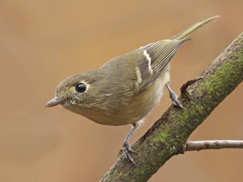 Vireo di Hutton, Foto 4