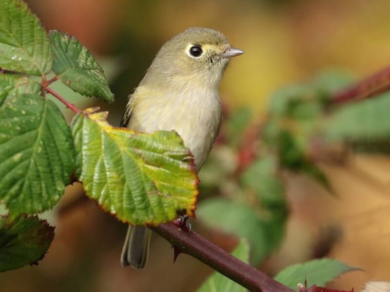 Vireo di Hutton, Foto 3