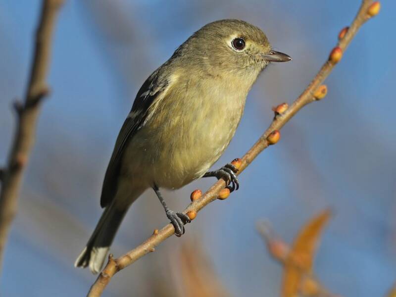 Vireo di Hutton